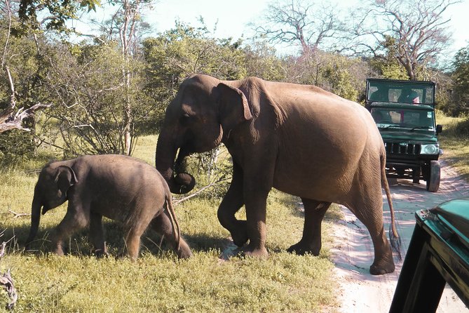 Yala National Park Entrance Ticket with Private Safari - Logistics That Matter on a Safari Day (Without Overcomplicating It)