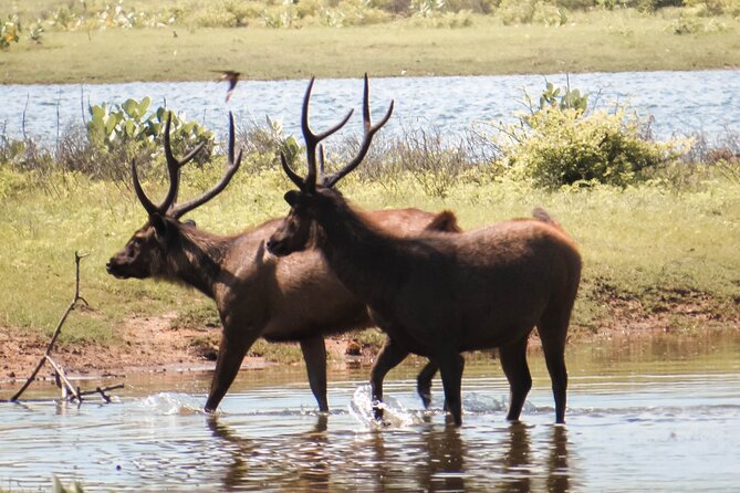 Yala National Park Entrance Ticket with Private Safari - Who This Private Safari Entrance Experience Suits Best