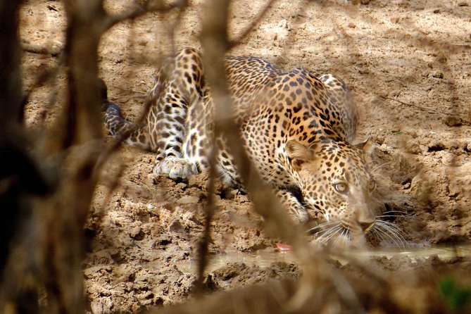 Yala National Park Entrance Ticket with Private Safari - Should You Book This Yala National Park Entrance Ticket With Private Safari?