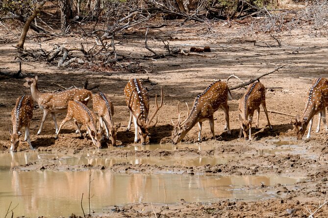 Yala National Park Entrance Ticket with Private Safari - What You’re Actually Targeting in Yala