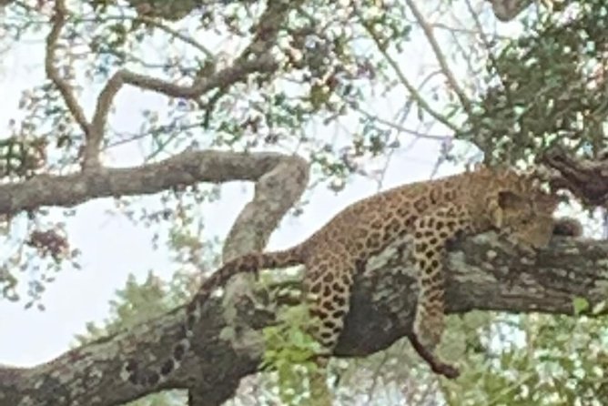 Yala National Park Full-Day Jeep Safari with Lunch - The Colombo-to-Yala Road Time: Your Biggest Trade-Off