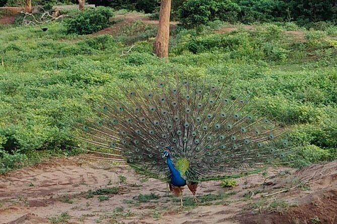 Yala National Park Full-Day Jeep Safari with Lunch - What You’re Paying For: Price and Value That Add Up