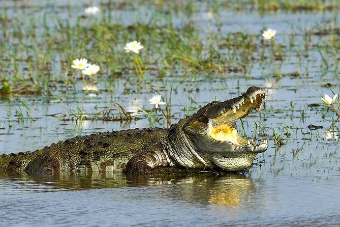 Yala National Park Full-Day Jeep Safari with Lunch - Jeep Safari With a Licensed Guide: How the Search Actually Works