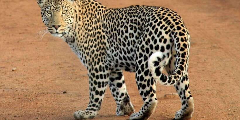 Yala National Park : Full Day Safari(04:30-18:00) - Park entry tickets and the real value of the $48 price