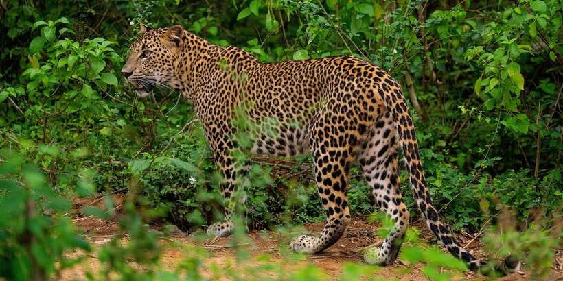 Yala National Park : Full Day Safari(04:30-18:00) - Key things that make this safari work in real life