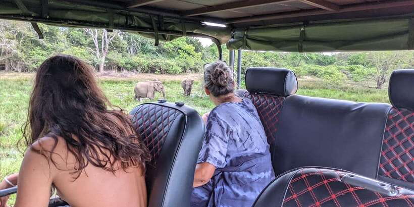 Yala National Park : Full Day Safari(04:30-18:00) - Comfortable safari jeeps: what you get and what to expect