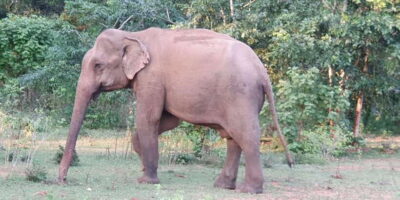 Yala National Park : Full Day Safari(04:30-18:00) - Pickup timing matters more than you think