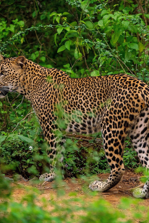 Yala National Park : Full Day Safari(04:30-18:00) - Yala National Park: what you’ll actually be doing for 12 hours