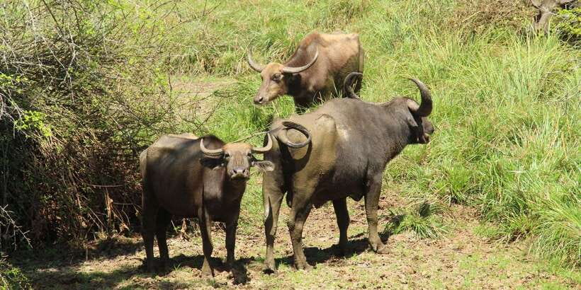 Yala National Park : Full Day Safari(04:30-18:00) - The wildlife focus: leopards, elephants, bears, and birds