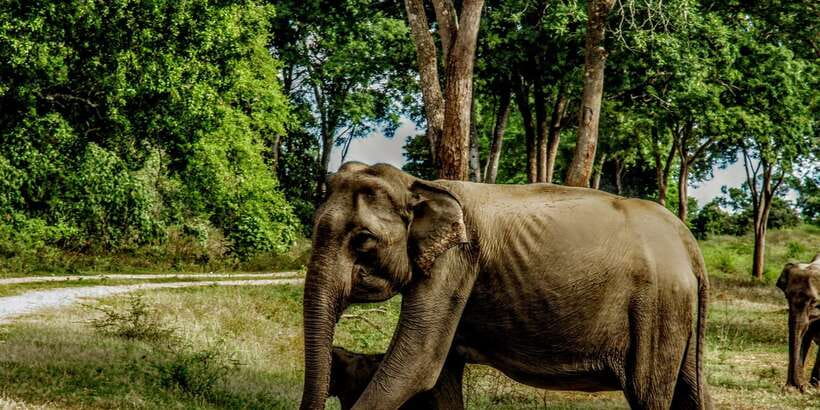 Yala National Park : Full Day Safari(04:30-18:00) - Binoculars and photos: how to get the best results from a moving jeep