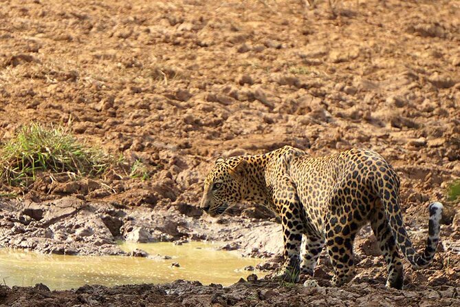 Yala National Park - Full Day Safari (04:30 am - 06:00 pm) - Key things to know before you go