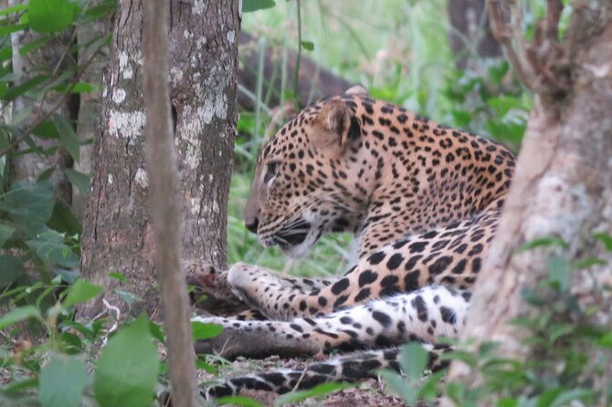 Yala National Park - Full Day Safari (04:30 am - 06:00 pm) - 4x4 jeep comfort plus small-group spotting (max 6)
