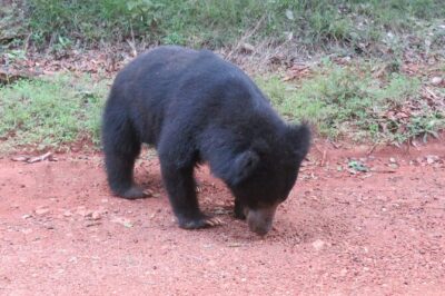 Yala National Park - Full Day Safari (04:30 am - 06:00 pm) - 04:30am pickup: the reality of getting to the park early