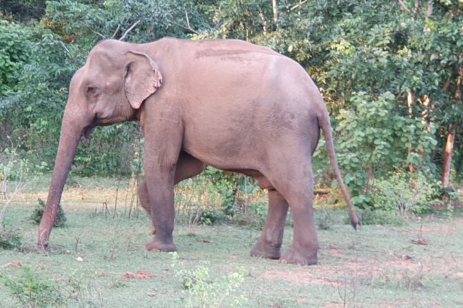 Yala National Park - Full Day Safari (04:30 am - 06:00 pm) - A full-day rhythm: morning drive, picnic breakfast, then more chances