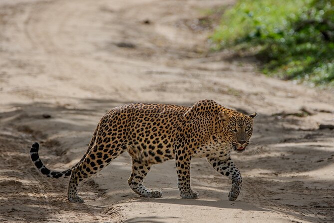 Yala National Park - Full Day Safari (04:30 am - 06:00 pm) - Elephants and bird calls keep the day moving