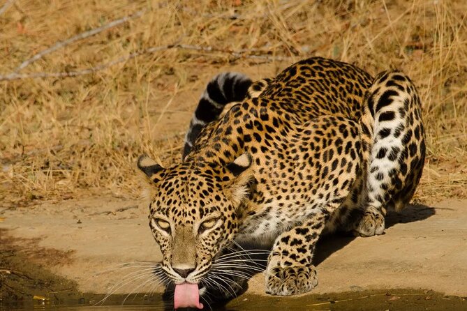 Yala National Park - Full Day Safari (04:30 am - 06:00 pm) - If you miss the leopard once, the full-day format still helps