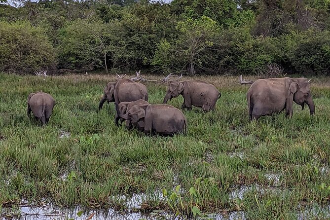 Yala National Park - Full Day Safari (04:30 am - 06:00 pm) - Food and water: included enough to avoid the mid-day scramble