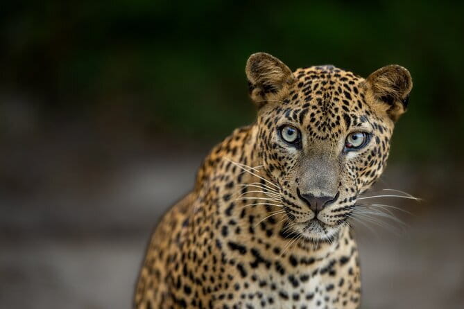 Yala National Park Guided Safaris - Key highlights you’ll care about