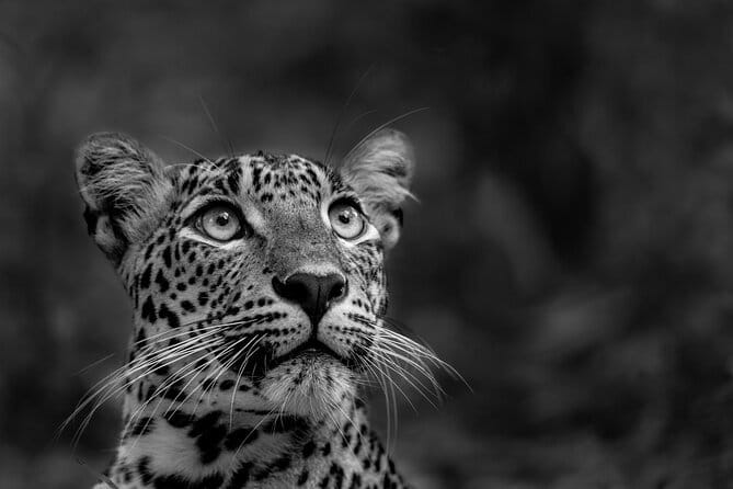 Yala National Park Guided Safaris - Heading Into Yala: What the 6:00 am start changes