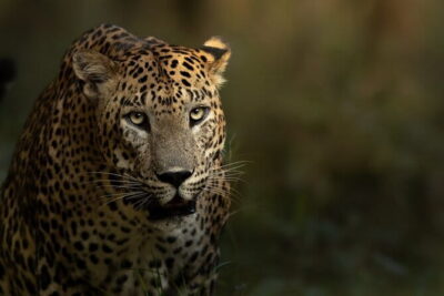 Yala National Park Guided Safaris - Inside the safari day: how the experience feels hour by hour
