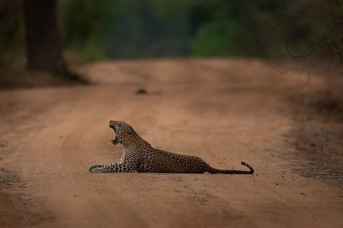Yala National Park Guided Safaris - Who this safari suits best (and who should think twice)