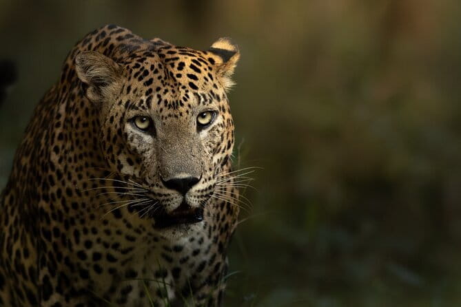 Yala National Park Guided Safaris - Inside the safari day: how the experience feels hour by hour