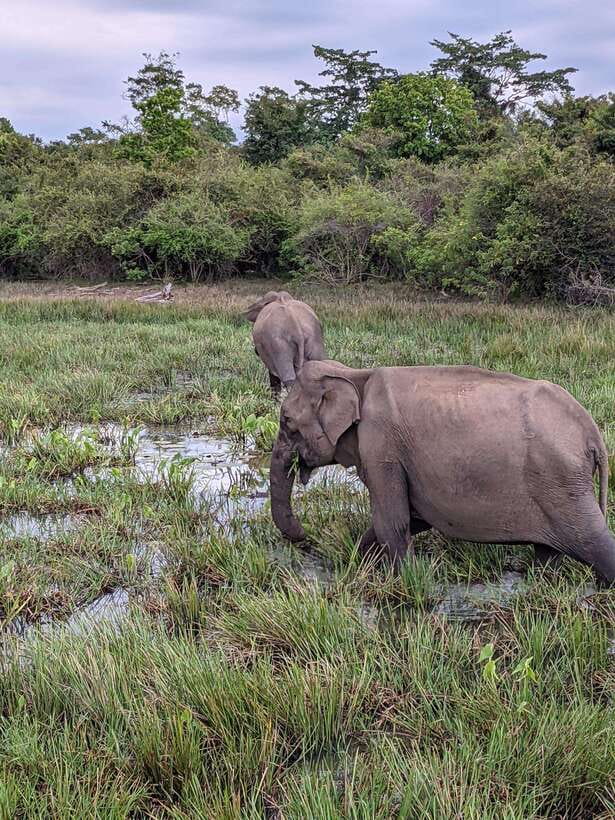 Yala National Park: Half Day or Full Day Leopard Safari Tour - Wildlife chances: what you should realistically hope to see