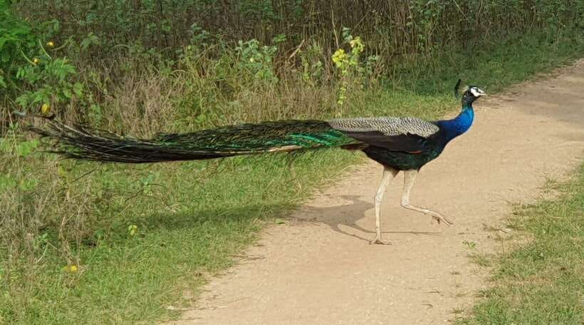 Yala National Park: Half Day or Full Day Leopard Safari Tour - Itinerary details, decoded: what each stop likely does for you