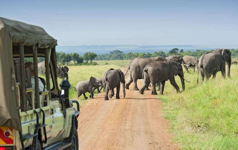 Yala National Park : Half Day or Full Day Safari Tours - Jeep comfort and guide style: what to expect on the road