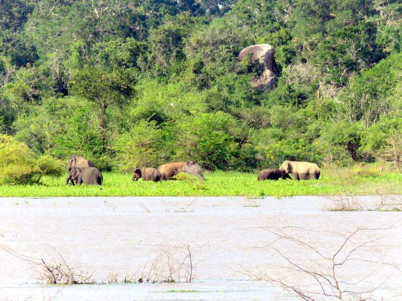 Yala National Park : Half Day or Full Day Safari Tours - The best match: who should book half day or full day