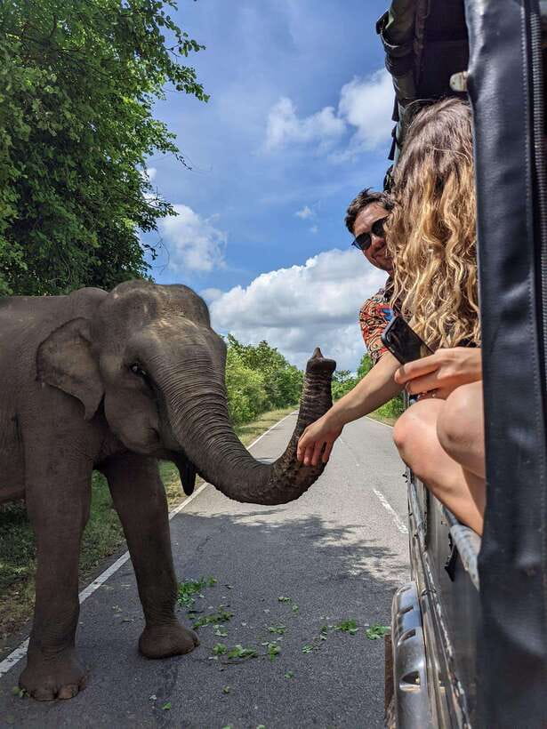 Yala National Park : Half Day or Full Day Safari Tours - Should you book this Yala safari with Tiger Safaris?