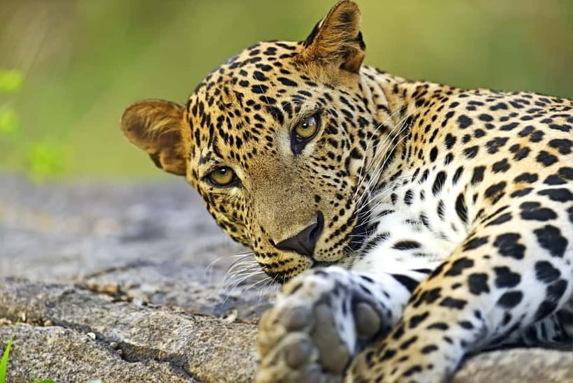 YALA National Park - HALF DAY or FULL DAY TOUR - Why Yala’s leopard odds feel realistic on this tour