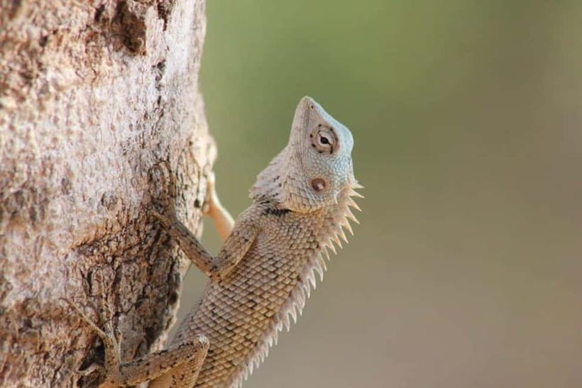 YALA National Park - HALF DAY or FULL DAY TOUR - Eco-friendly approach and community support you can feel
