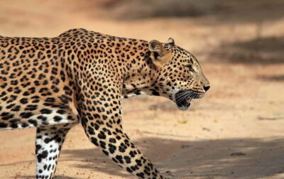 YALA National Park - HALF DAY or FULL DAY TOUR - Half-day (4 hours) vs full-day (12 hours): picking the right length