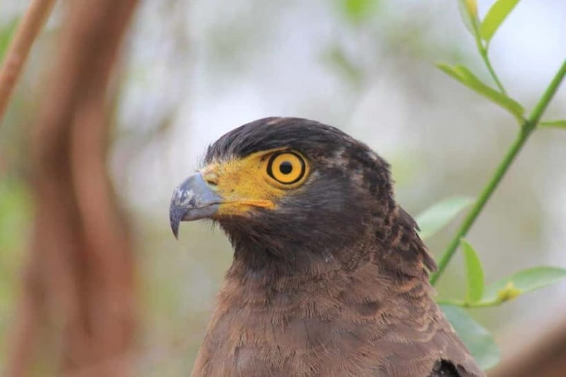 YALA National Park - HALF DAY or FULL DAY TOUR - Patanangala break: downtime that doesn’t cost you the day