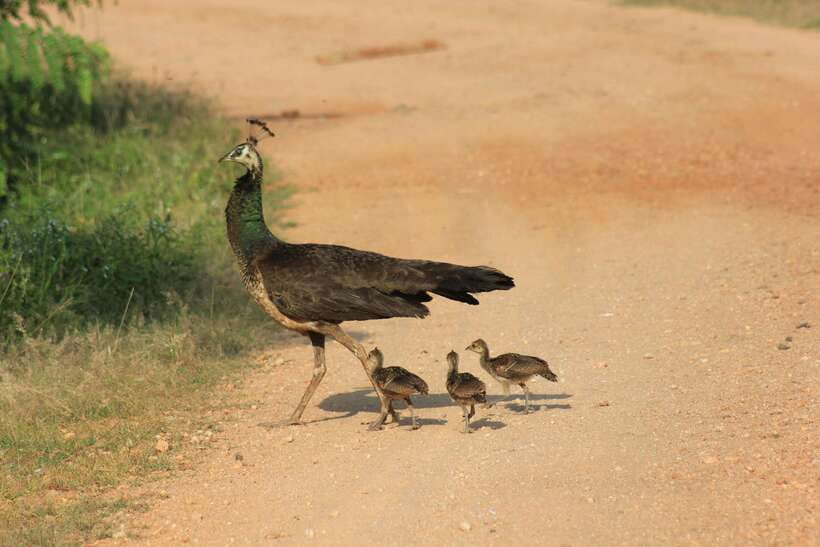 YALA National Park - HALF DAY or FULL DAY TOUR - Price and value: $12 safari plus the park entrance fee