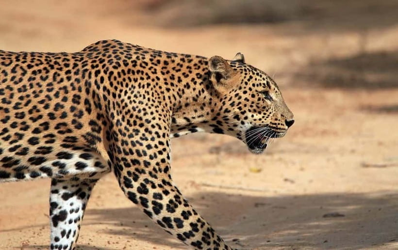 YALA National Park - HALF DAY or FULL DAY TOUR - Main Entrance: that 30-minute window before the real searching