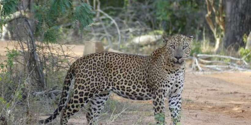 Yala National Park Half Day Safari - Why Yala National Park is a top target for a half-day
