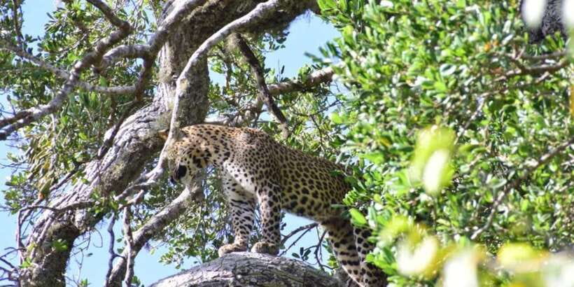 Yala National Park Half Day Safari - What you’re really hunting for: leopards, elephants, and more