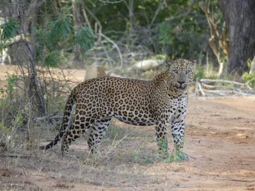 Yala National Park Half Day Safari - Scenic driving, photo stops, and how the park time is structured