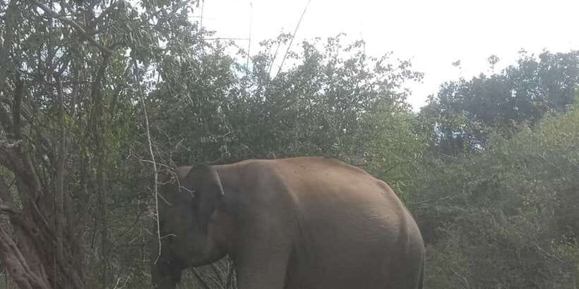 Yala National Park Half Day Safari - Price and value: $12 plus the Rs 13000 park ticket