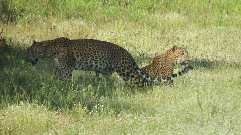 Yala National Park Jeep Safari: Leopards, Elephants & Wild - Key things I’d prioritize before you book
