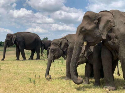Yala National Park Jeep Safari: Leopards, Elephants & Wild - Getting to Kotapola: Pickup Stops That Save You Time