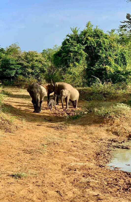 Yala National Park Jeep Safari: Leopards, Elephants & Wild - Who Should Book This Yala Safari (and Who Might Not)