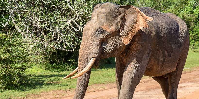 Yala National Park: Leopard Safari Full day tour with Lunch - Key things I’d focus on before you go