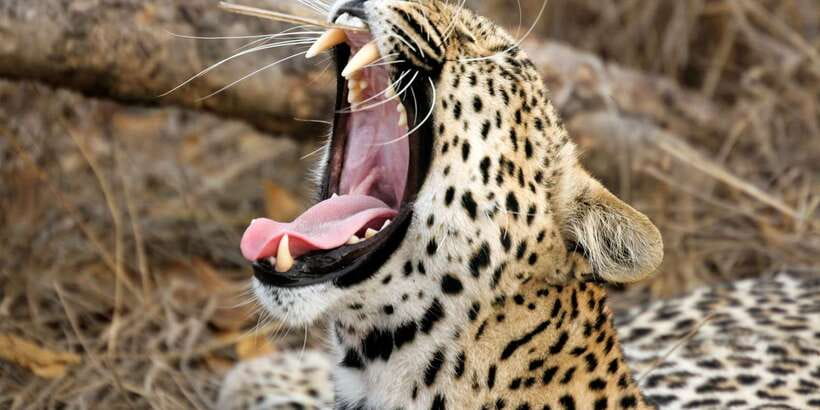 Yala National Park: Leopard Safari Full day tour with Lunch - First game drive: monsoon forests, lagoons, and smart searching