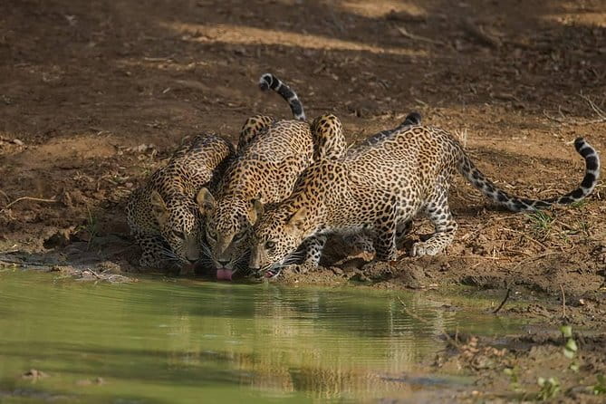 Yala National Park Leopard Safari - HALF DAY/FULL DAY TOUR - Entering the park and the road rhythm in two phases