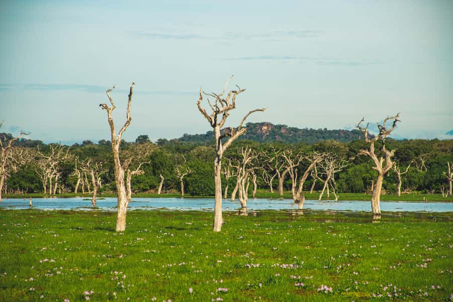 Yala National Park: Leopard Safari Half/Full-Day Safari - Key Highlights You’ll Actually Feel
