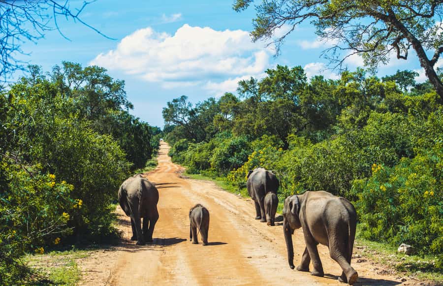Yala National Park: Leopard Safari Half/Full-Day Safari - How Yala Kings Safari Delivers Value in One Ticket