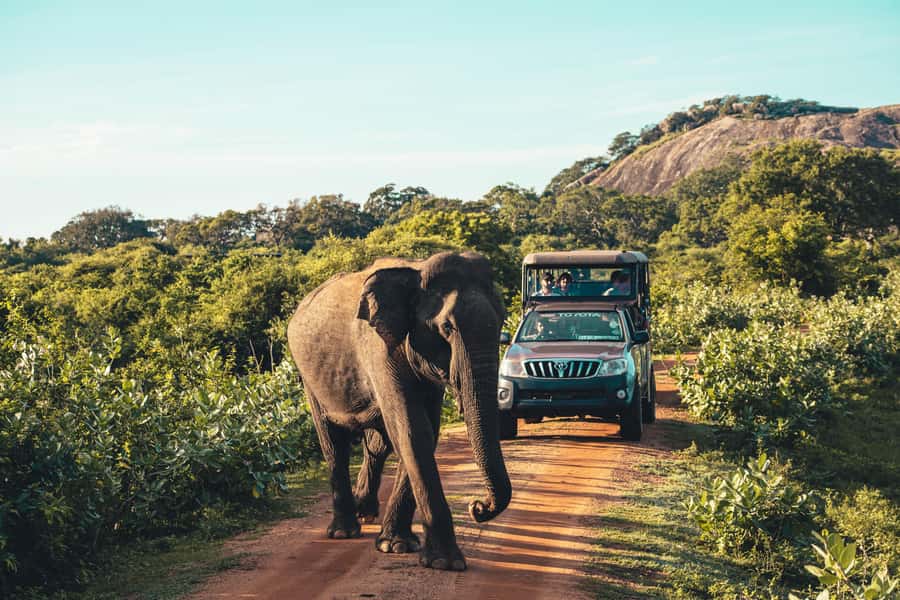 Yala National Park: Leopard Safari Half/Full-Day Safari - The Safari Jeep Reality: What Off-Road Driving Means